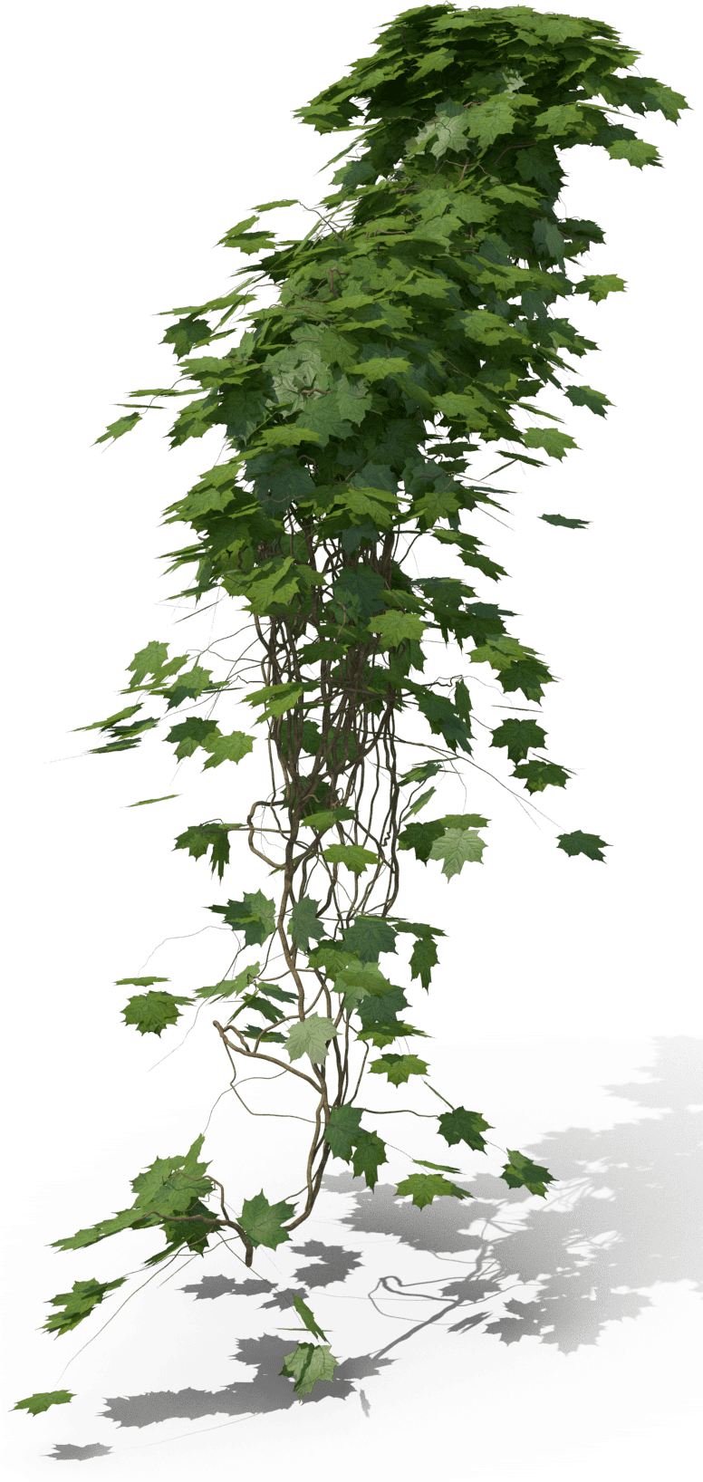 Ivy.H14.2k